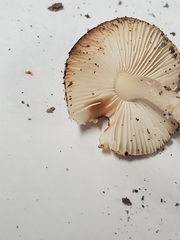 Leucocoprinus jubilaei