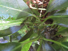 Aucuba japonica