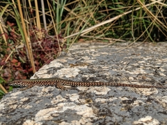 Podarcis muralis