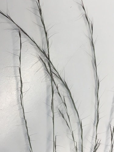 Aristida longespica var. longespica