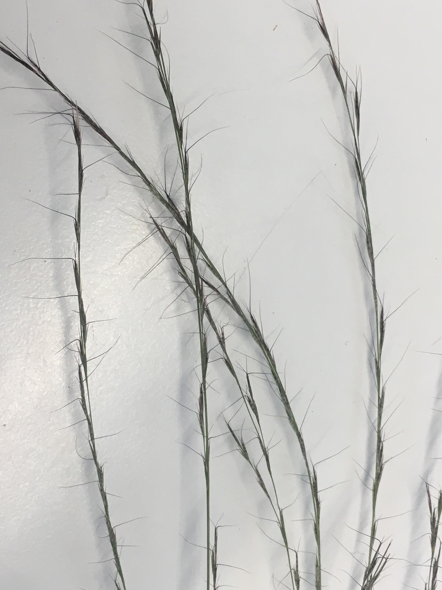 Aristida longespica var. longespica