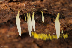 Mucronella fusiformis