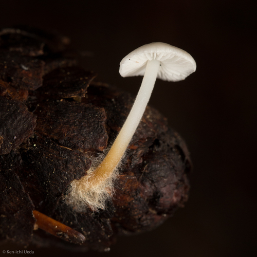 Fir-Cone Mushroom