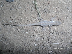 Urosaurus graciosus