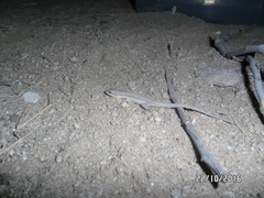 Urosaurus graciosus