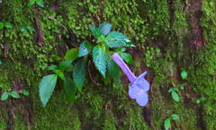Achimenes longiflora
