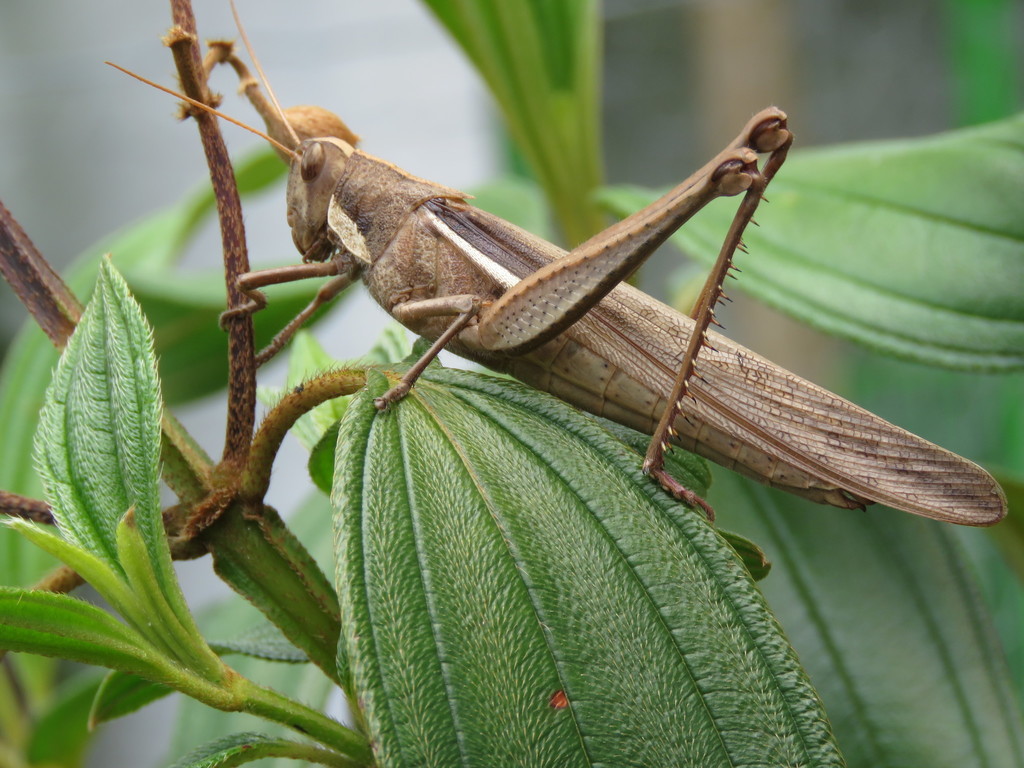 Schistocerca flavofasciata