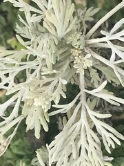 Artemisia australis