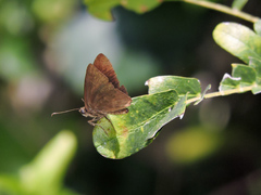 Pellicia dimidiata dimidiata