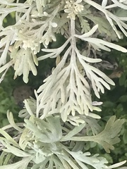 Artemisia australis