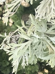 Artemisia australis