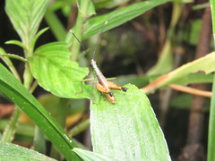Silvitettix territus