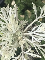 Artemisia australis