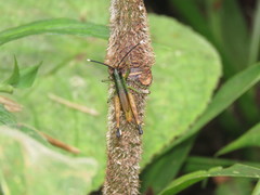 Silvitettix territus