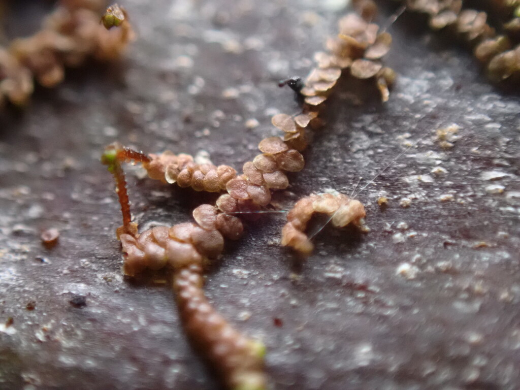 Frullania austinii
