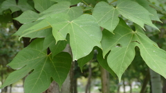 Firmiana simplex