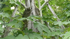 Firmiana simplex