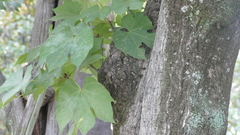 Firmiana simplex