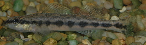 Percina sciera
