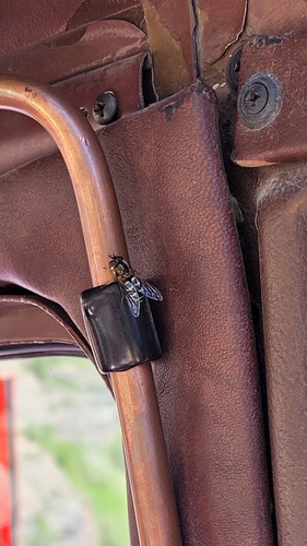 Unknown species found near West Glacier, MT 59936, USA