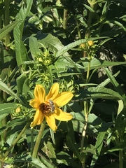 Bembix americana comata