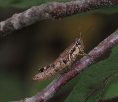 Melanoplus rusticus