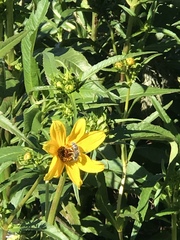 Bembix americana comata