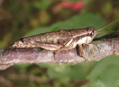 Melanoplus rusticus