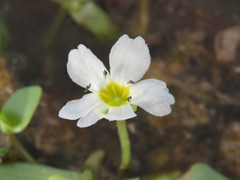 Bacopa eisenii