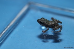 Eleutherodactylus nitidus