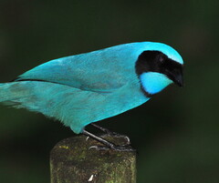 Turquoise Jay photo 2