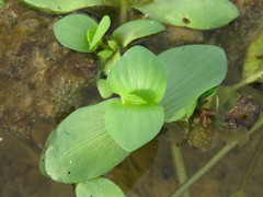 Bacopa eisenii