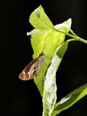 Vettius fantasos