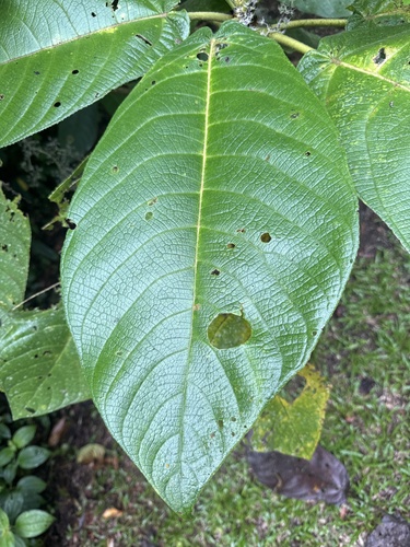 Dendrocnide elliptica