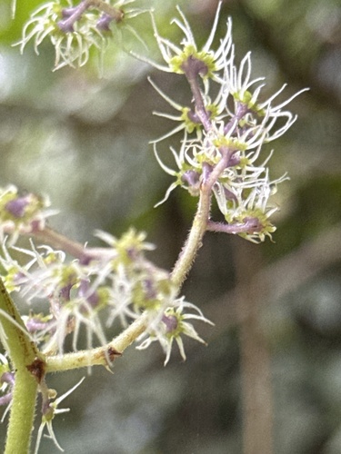 Dendrocnide elliptica observed 2025-07-08