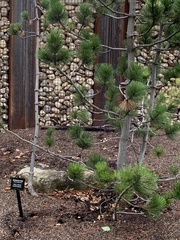 Pinus heldreichii