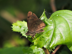 Pellicia dimidiata dimidiata