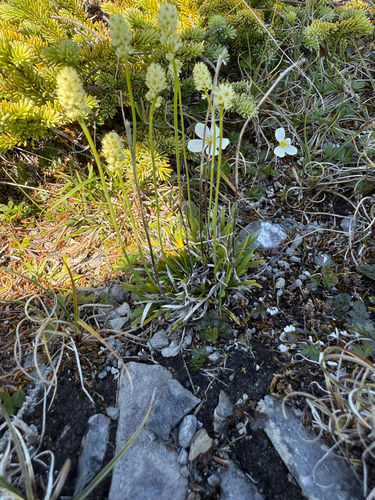 Scotch false asphodel (Tofieldia pusilla)
