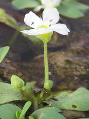 Bacopa eisenii