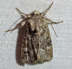 Lacinipolia olivacea