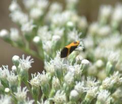 Cisthene kentuckiensis