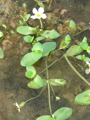 Bacopa eisenii