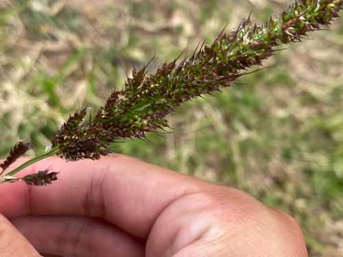 Echinochloa crus-galli observed 2025-07-07