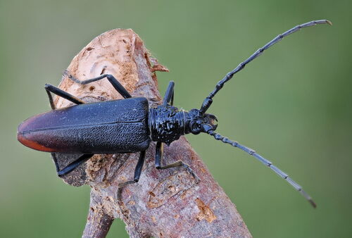 Cerambyx cerdo Linnaeus, 1758