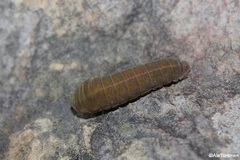 Protographium epidaus tepicus
