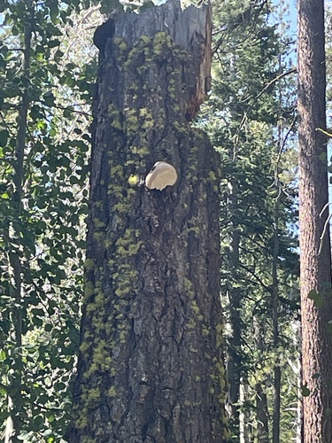 iNaturalist observation photo of Laricifomes