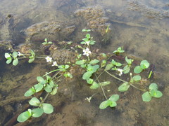 Bacopa eisenii