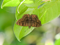 Pellicia dimidiata dimidiata