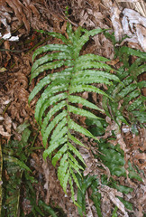 Blechnum triangularifolium