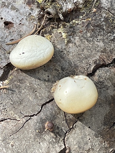 iNaturalist observation photo of Veiled Polypore